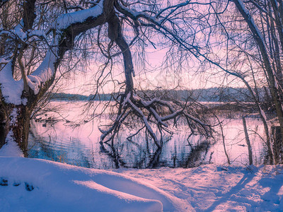 冬季风景湖边树木间图片