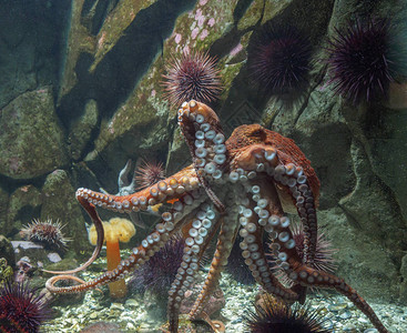 水下巨型太平洋章鱼图片