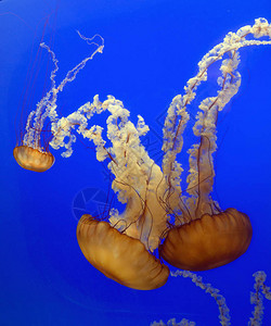 刺太平洋海荨麻水母Chrysaorafusc图片