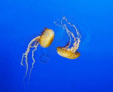 太平洋海荨麻水母图片