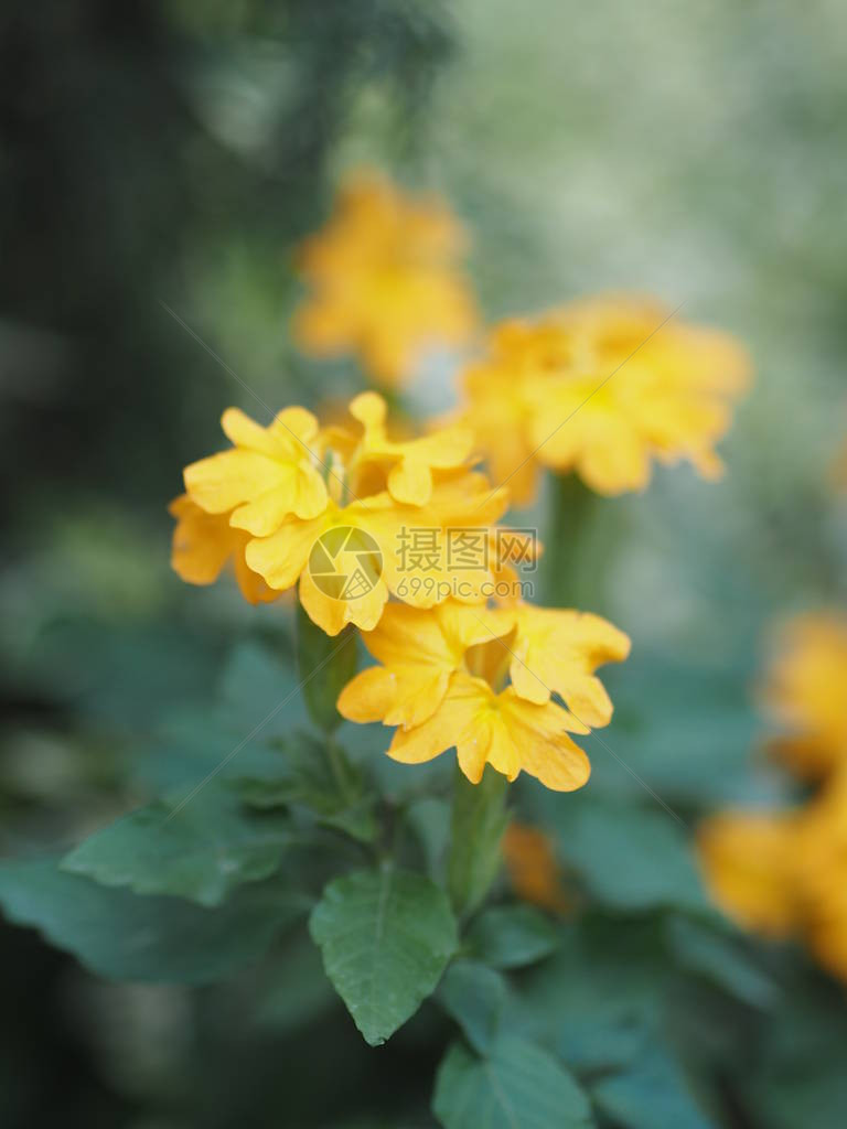 写时的黄色花模糊自然图片