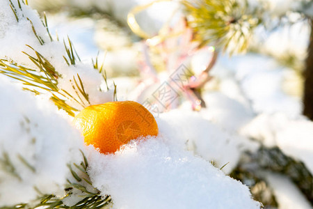 在雪冬天和明果的松图片