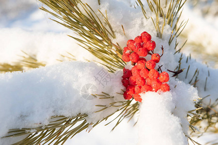 雪上松枝上的红山灰图片
