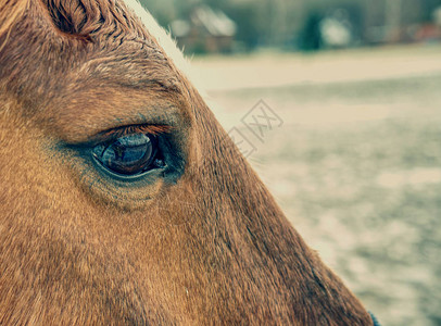 查看成棕色马的棕色眼睛牧场里的棕红图片