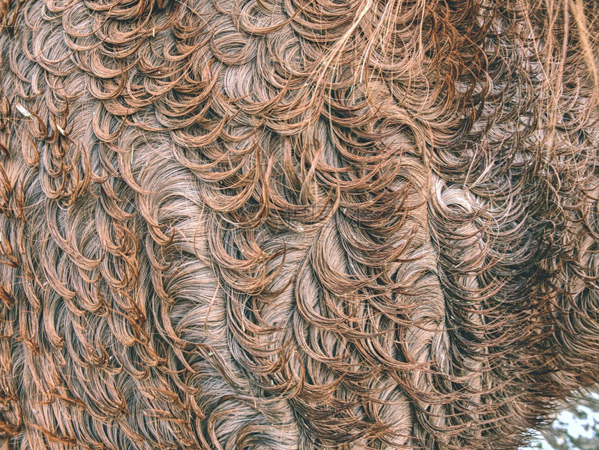 蓬松的湿棕色马冬季毛皮毛皮小马皮革的动物毛发天然蓬松图片