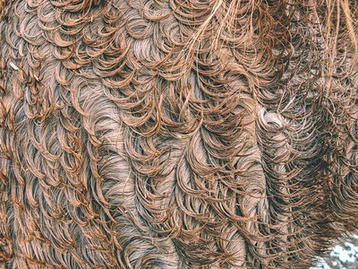 蓬松的湿棕色马冬季毛皮毛皮小马皮革的动物毛发天然蓬松图片