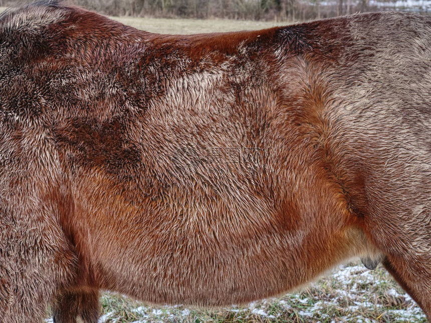 成年马适应冬季寒冷的天气用厚粗图片