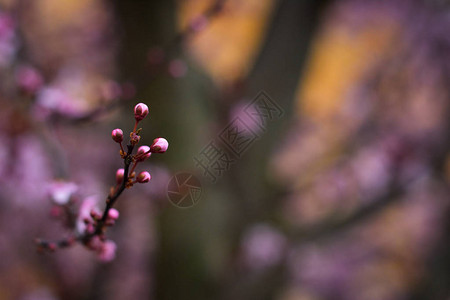 春天的粉花图片