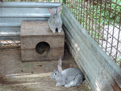 2只灰兔坐在其摊位附近的笼子里图片