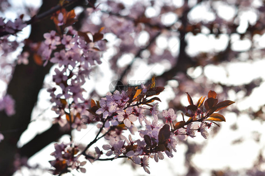 春天的粉花图片