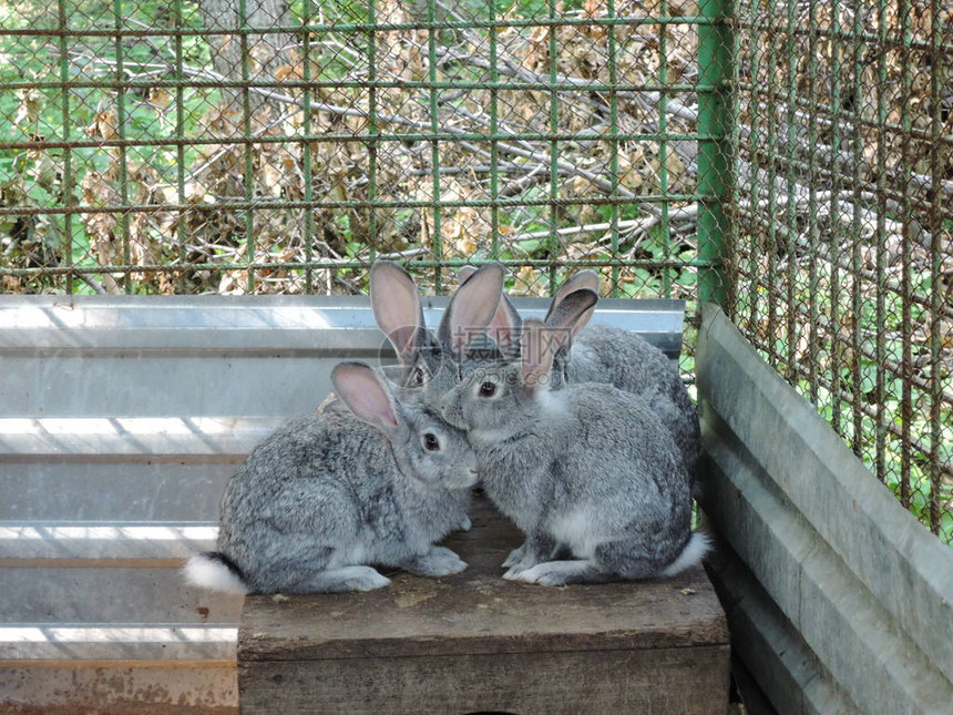 三只灰兔坐在笼子里图片