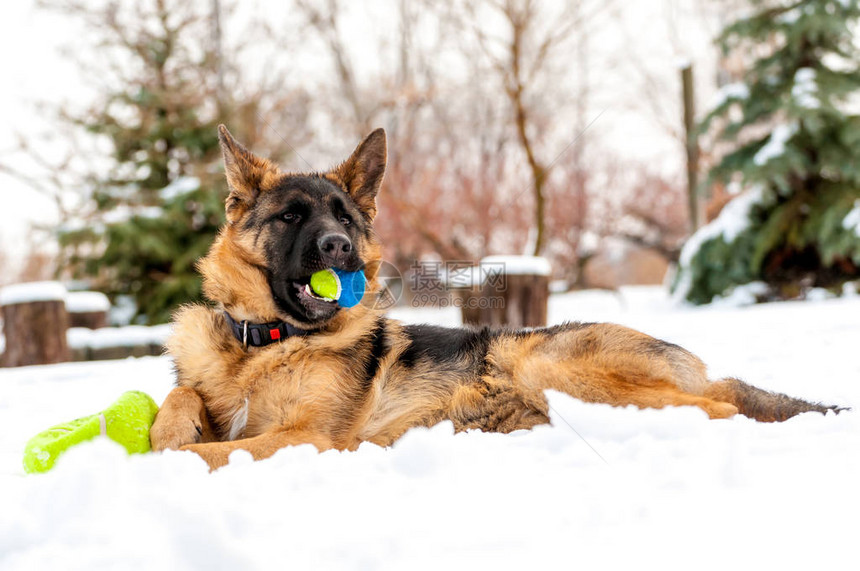 一只美丽的德国牧羊犬狗在冬天的雪地里玩图片