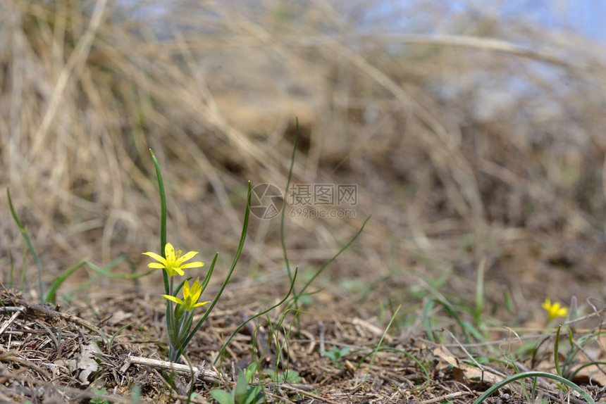 微距春天黄色花朵上归档图片
