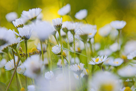 春天阳光下的小甘菊背景图片