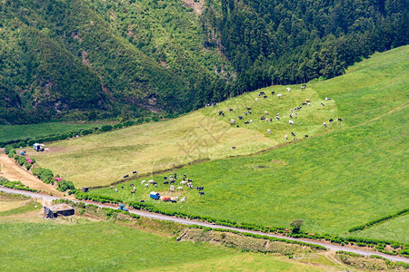 牧牛群在农村公路和谷仓旁边图片