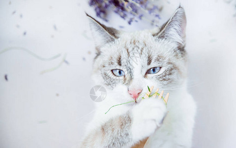白猫吃草在爪子中握着草一顿生态木图片