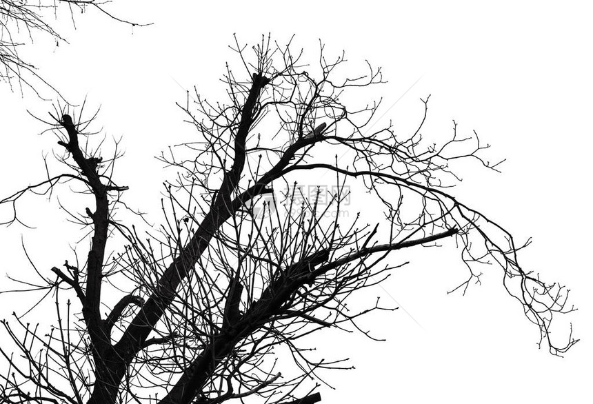 在白色背景上隔离的无叶树枝的高对比度黑白图像没有叶图片