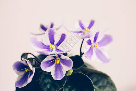 白底带条纹花瓣的紫罗兰花背景图片