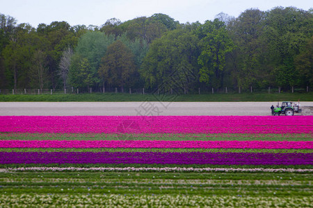 在荷兰拍摄的郁金香田图片