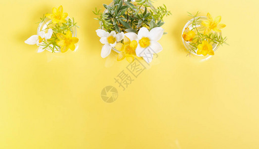 黄色背景上的节日野生春天黄色花朵和树枝组成图片