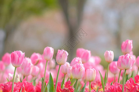 美丽的粉红色郁金香花朵在春季图片