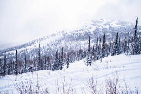 白雪下的阿尔卑斯山圣诞树景观俄图片