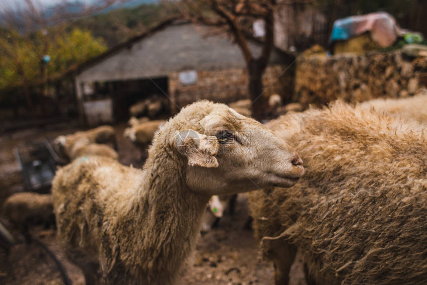 农场里的绵羊种植农场动物生产用于制造羊毛纱线的原料图片