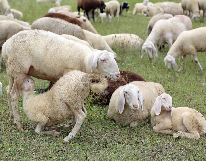 母羊在其他白羊群中喂养她的小羊图片