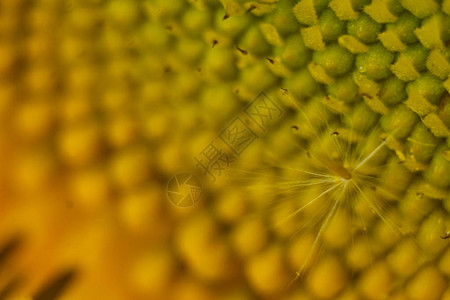 美丽的花粉黄色花朵图片