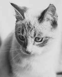 白猫的优雅肖像黑色耳朵和单色面具图片
