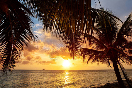 海上日落与热带棕榈树图片