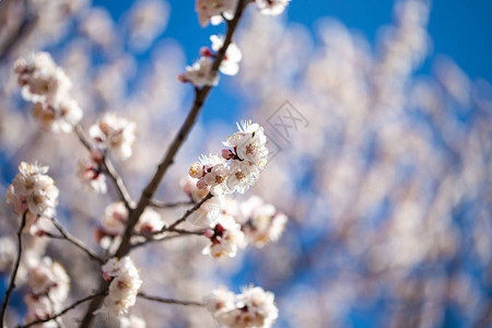 春天的花朵杏花的枝条映衬着蓝天白花春图片