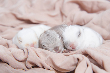 美丽的兔子睡在毯子上睡觉可爱的图片