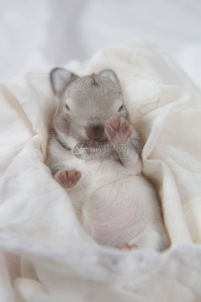 宝贝漂亮的睡在毯子上可爱的新生正在打盹年轻的宠物兔是一个可爱图片