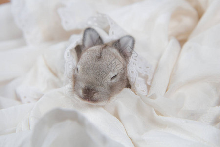 宝贝漂亮的兔子睡在毯子上可爱的新生兔子正在打盹年轻的宠物兔是一个可爱图片