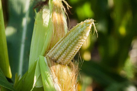 种植玉米田的播种中收割成熟的玉米耳朵图片