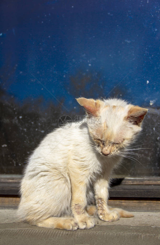 肮脏的病态小白猫有病眼的图片