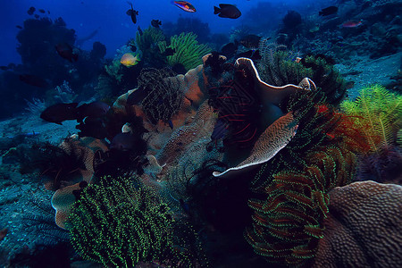 水下世界蓝海荒野世界海洋图片