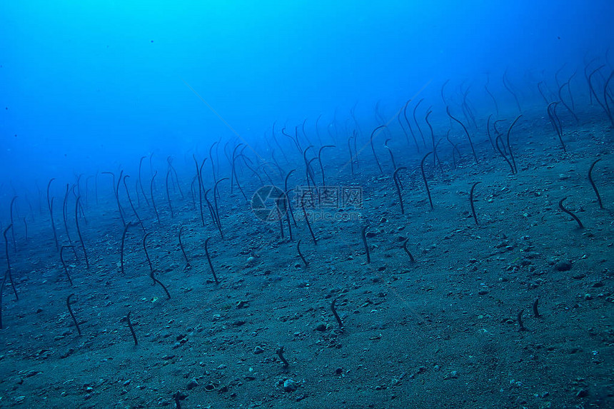 水下海鳗花园鳗鱼海蛇海洋中的野生动物图片