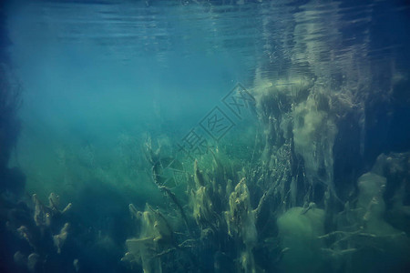 水下绿地自然水下生态图片