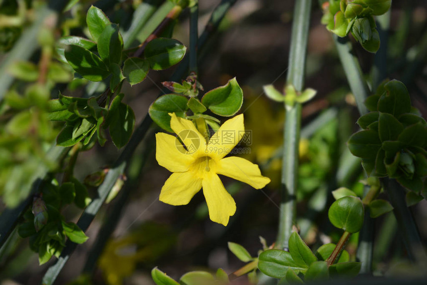 冬茉莉拉丁名Jasminumnudi图片