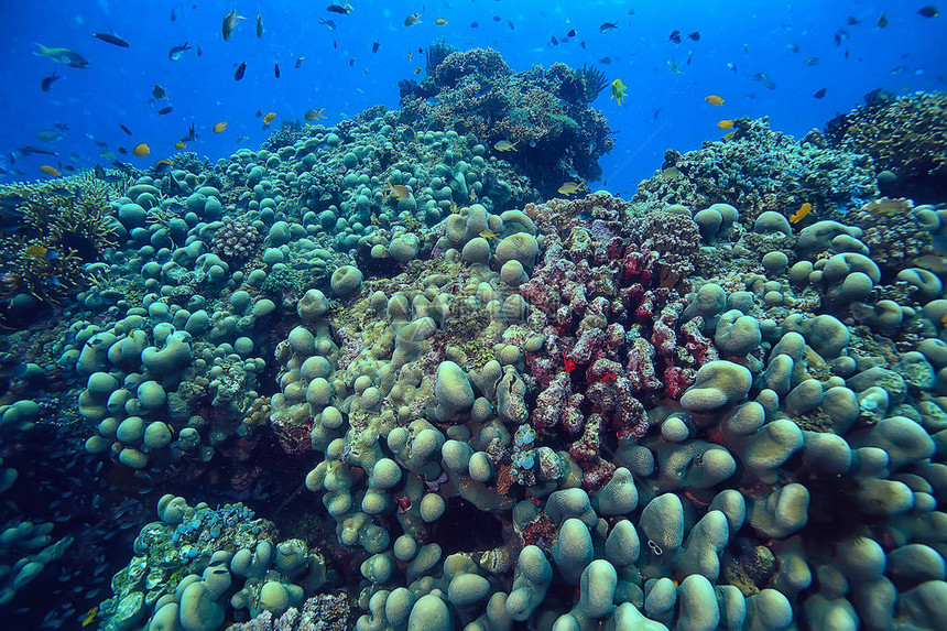珊瑚礁水下环礁湖包括珊瑚水图片