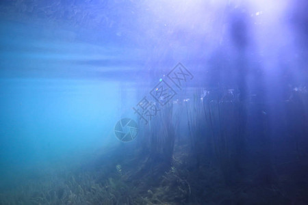 水下绿地自然水下生态图片