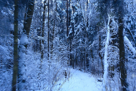 森林中的冬季风景一月的雪天图片