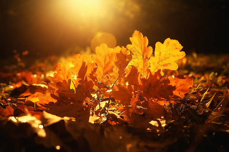 黄叶阳光明媚的秋日图片