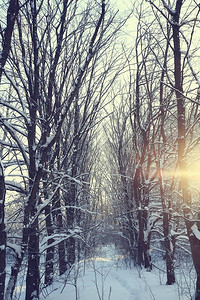 森林中的冬季风景一月的雪天图片