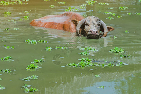 在泰国SuphanBuri的泰国水牛保护村沼泽中游泳的阿图片