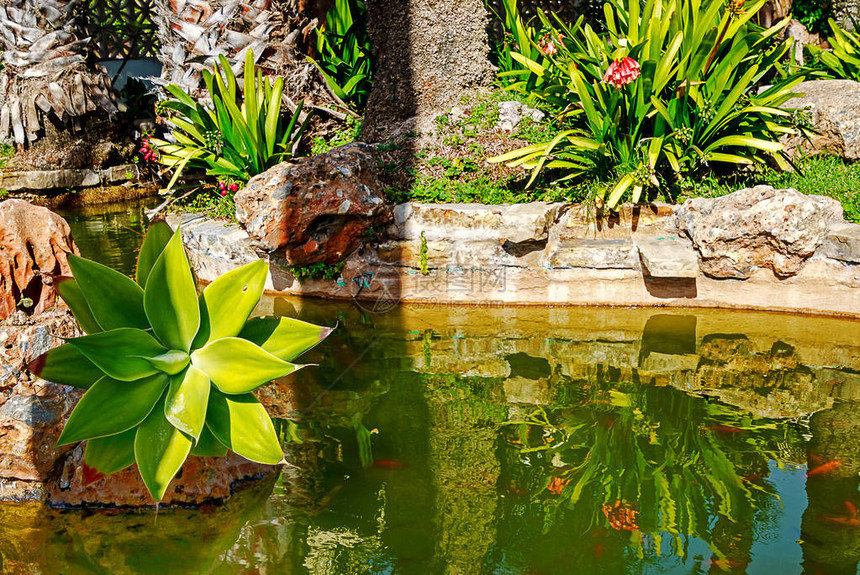 拥有热带植物的美丽的花园池塘Agaveattenuata和Cliviacaulescenses图片