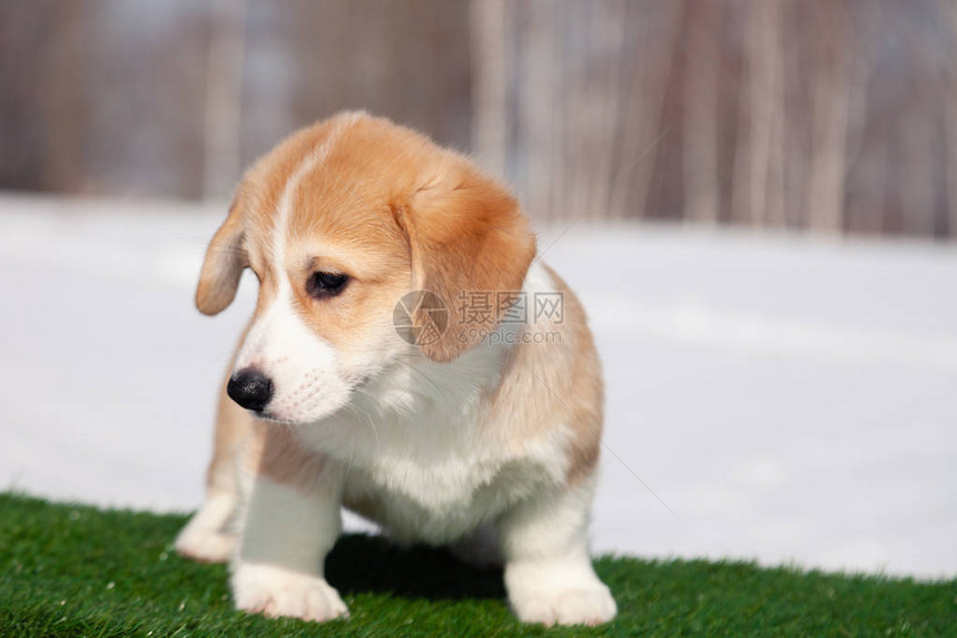 可爱的红色威尔士柯基彭布罗克小狗在草地上图片