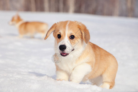 许多可爱的红种威尔士柯基彭布罗克小狗在户外散步在白雪公园冬季森林玩乐图片